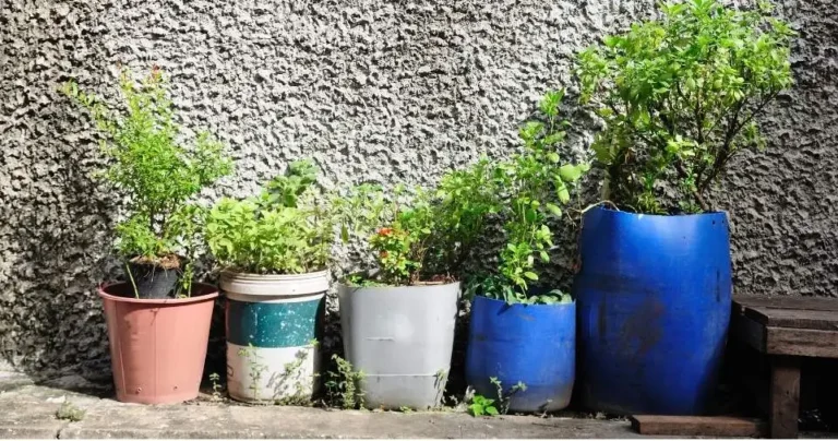 How Big Is a 15 Gallon Pot