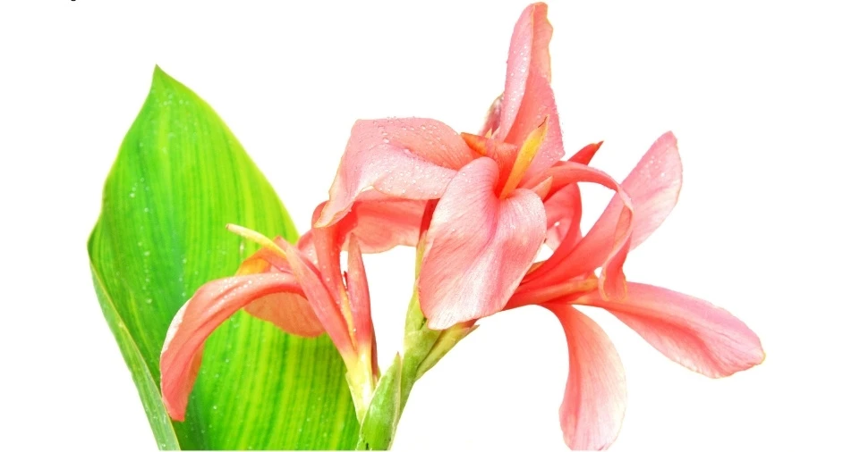 How Big Do Canna Lilies Get