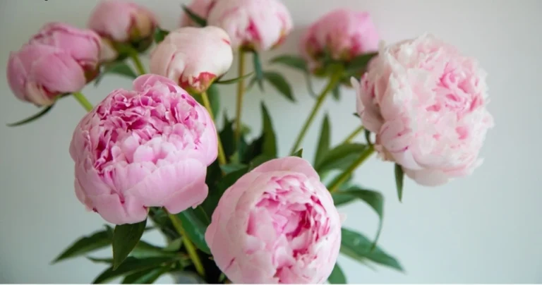 How Big Do Peonies Get