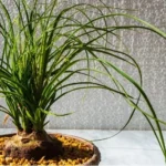 How Big Do Ponytail Palms Get