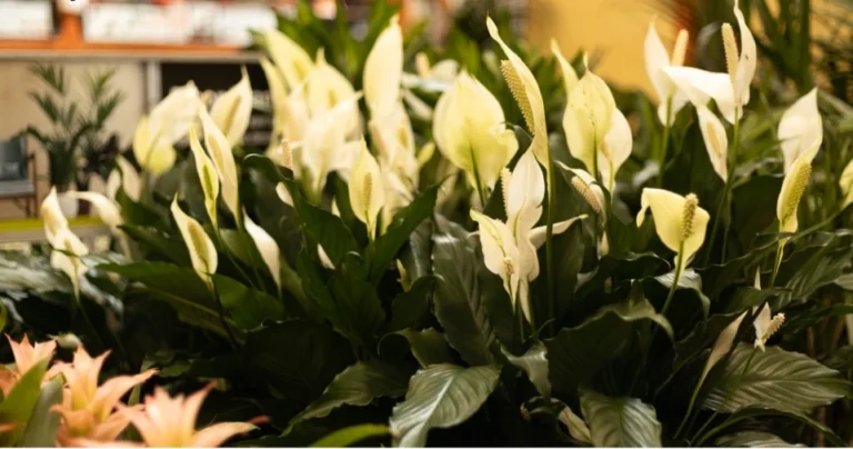 How Long Do Peace Lilies Live