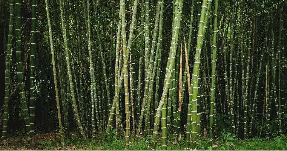 How Big Does Lucky Bamboo Get