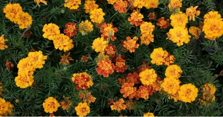 How Big Do Marigolds Get