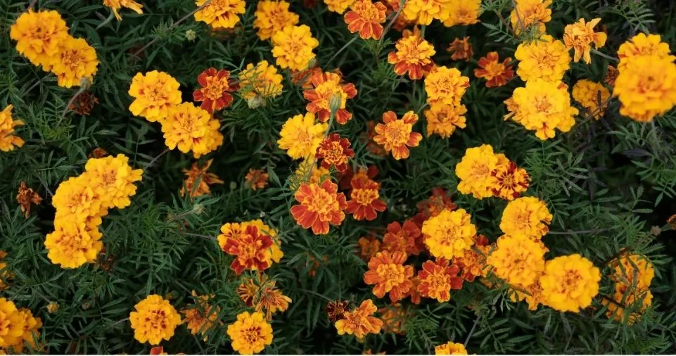 How Big Do Marigolds Get
