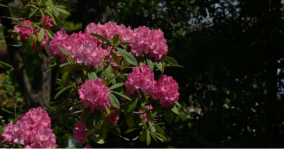 How Big Do Rhododendrons Get